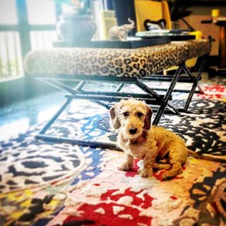 instagram @veggiehotels